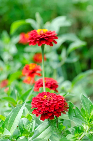 Λουλούδια Ζίνια Στον Κήπο Κλείστε Θερινό Ετήσιο Φυτό — Φωτογραφία Αρχείου