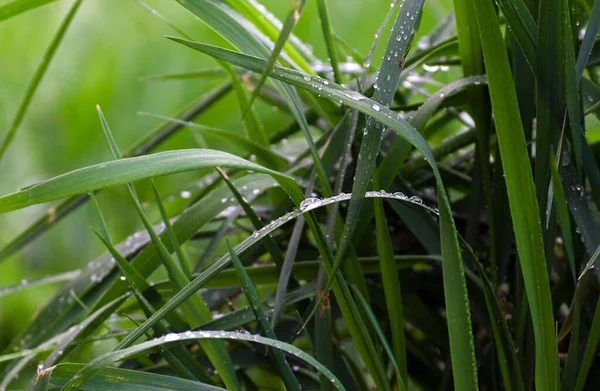 Morgon Dagg Det Gröna Gräset Vattendroppar Gräset Ett Naturligt Fenomen — Stockfoto