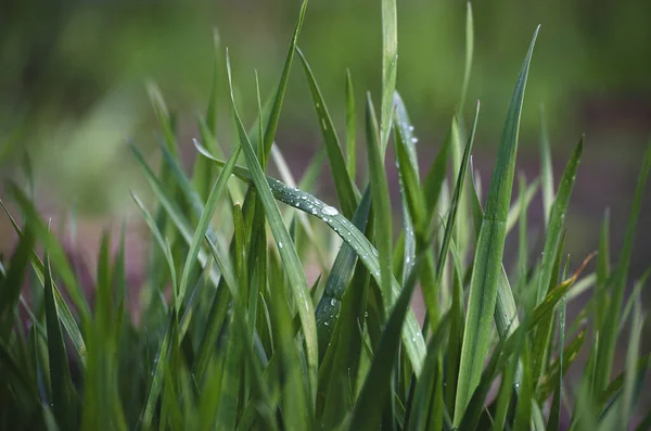 Morgendauw Het Groene Gras Waterdruppels Het Gras Een Natuurverschijnsel — Stockfoto