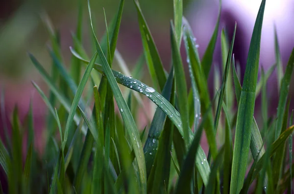 Morgon Dagg Det Gröna Gräset Vattendroppar Gräset Ett Naturligt Fenomen — Stockfoto