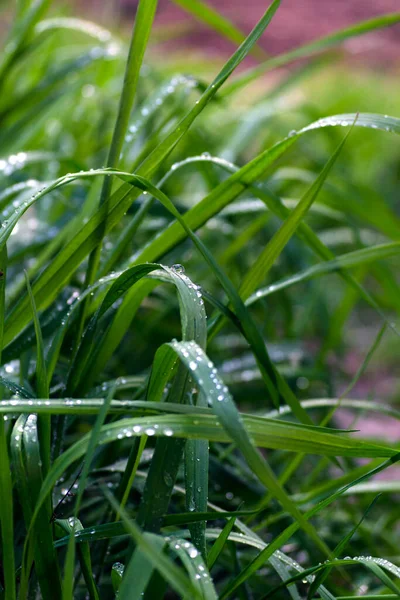 晨露洒在青草上 草上的水滴 一种自然现象 — 图库照片