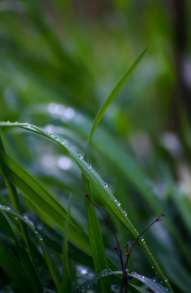 Morgon Dagg Det Gröna Gräset Vattendroppar Gräset Ett Naturligt Fenomen — Stockfoto