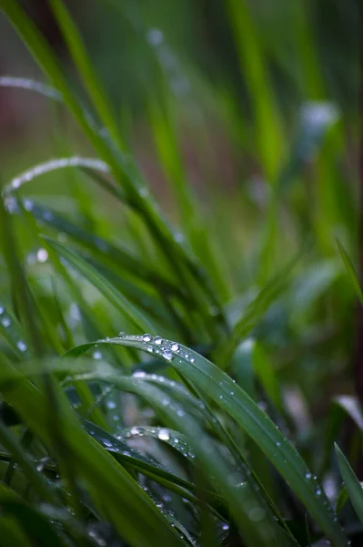 Orvalho Manhã Relva Verde Gotas Água Grama Fenômeno Natural — Fotografia de Stock