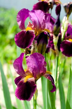 Mor çiçekli süsen çiçekleri yeşil bahçenin arka planında kapanıyor. Sakallı irisin (Iris Germanica) büyük ekili çiçeği. Daimi.