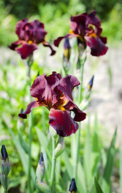 Mor çiçekli süsen çiçekleri yeşil bahçenin arka planında kapanıyor. Sakallı irisin (Iris Germanica) büyük ekili çiçeği. Daimi.