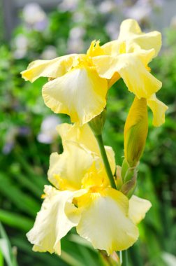 Bahçedeki sarı büyük iris çiçekleri kapatın. Yaz günü. Ebedi çiçekler.