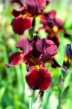Mor çiçekli süsen çiçekleri yeşil bahçenin arka planında kapanıyor. Sakallı Iris Germanica 'nın büyük ekilmiş çiçeği. Daimi.
