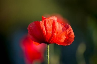 Gölün tepesinde kırmızı gelincikler (Latin Papaver rhoeas).