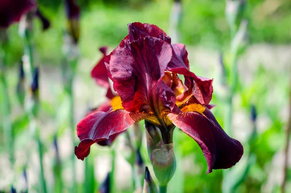 Iris Violet Fleurissant Près Sur Fond Jardin Verdoyant Grande Fleur — Photo