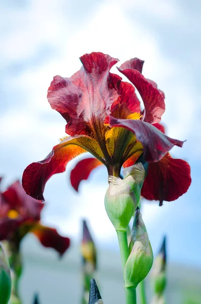 Mor çiçekli süsen çiçekleri yeşil bahçenin arka planında kapanıyor. Sakallı irisin (Iris Germanica) büyük ekili çiçeği. Daimi.