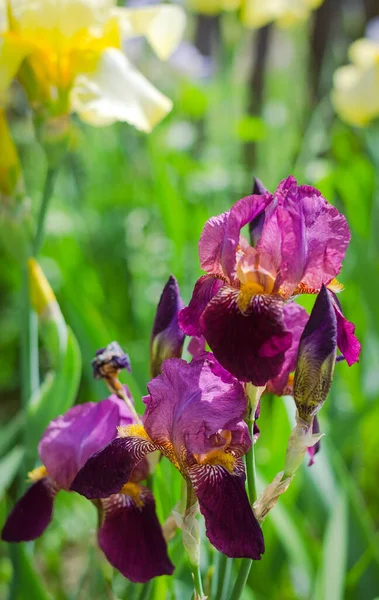 Фиолетовые Цветущие Ирисы Закрываются Фоне Зеленого Сада Большой Культивируемый Цветок — стоковое фото