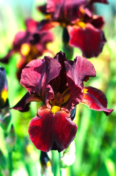 Mor çiçekli süsen çiçekleri yeşil bahçenin arka planında kapanıyor. Sakallı irisin (Iris Germanica) büyük ekili çiçeği. Daimi.
