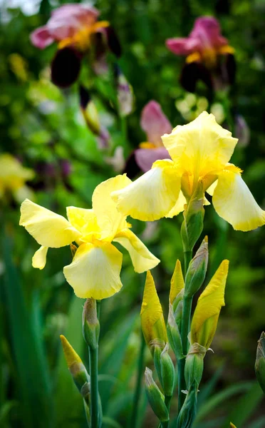 Grandes Fleurs Iris Jaunes Dans Jardin Gros Plan Jour Été — Photo