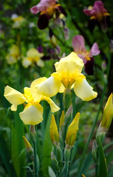 Gelbe Große Irisblüten Garten Aus Nächster Nähe Sommertag Staudenblumen — Stockfoto