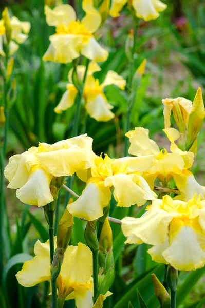 Grandes Fleurs Iris Jaunes Dans Jardin Gros Plan Jour Été — Photo