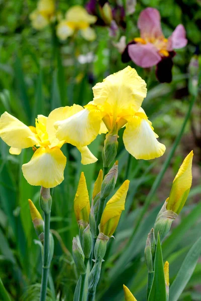 庭の黄色い大きな虹彩の花が閉じます 夏の日 多年草 — ストック写真