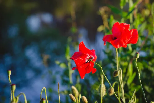 Papoilas Vermelhas Latim Papaver Rhoeas Topo Lago — Fotografia de Stock