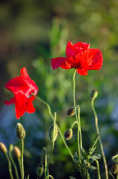 Papoilas Vermelhas Latim Papaver Rhoeas Topo Lago — Fotografia de Stock