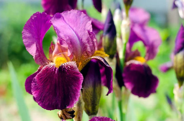 Paars Bloeiende Irissen Close Een Achtergrond Van Groene Tuin Grote Stockafbeelding