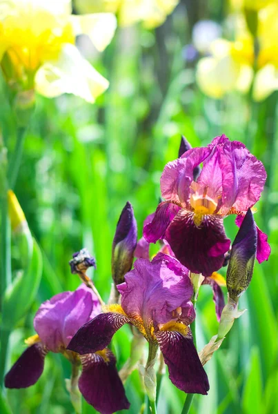 Paars Bloeiende Irissen Close Een Achtergrond Van Groene Tuin Grote Stockfoto