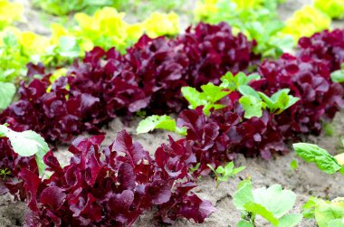 Tarım alanında marul yetiştirmek. Salata sıraları yakın..