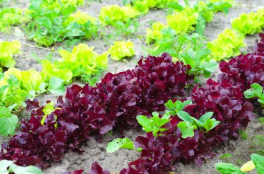 Tarım alanında marul yetiştirmek. Salata sıraları yakın..