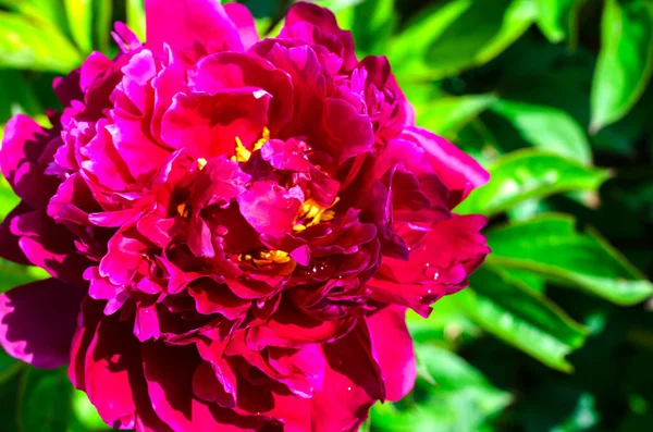 ブルゴーニュ牡丹の花を閉じます 庭の牡丹の花 — ストック写真