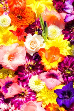 Farklı parlak yaz çiçekleriyle arka plan, duvar kâğıdı