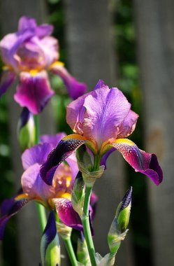 Mor çiçekli süsen çiçekleri yeşil bahçenin arka planında kapanıyor. Sakallı irisin (Iris Germanica) büyük ekili çiçeği. Daimi.