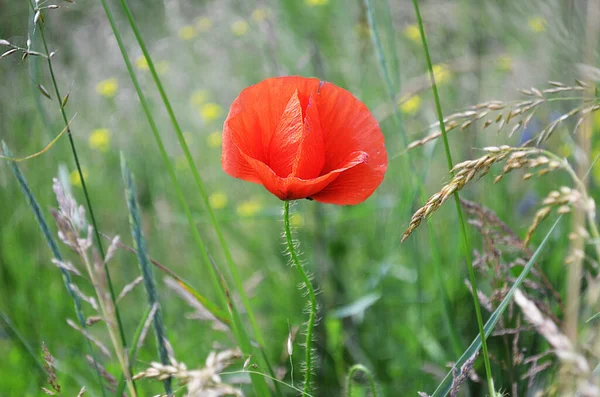 Röda Vallmo Latinska Papaver Rhoeas Toppen Sjön — Stockfoto