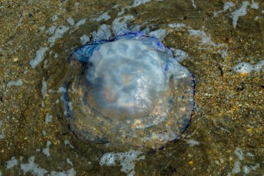Jellyfish on the seashore close-up on a summer day