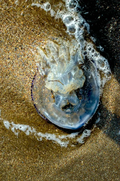 Jellyfish Seashore Close Summer Day — Photo