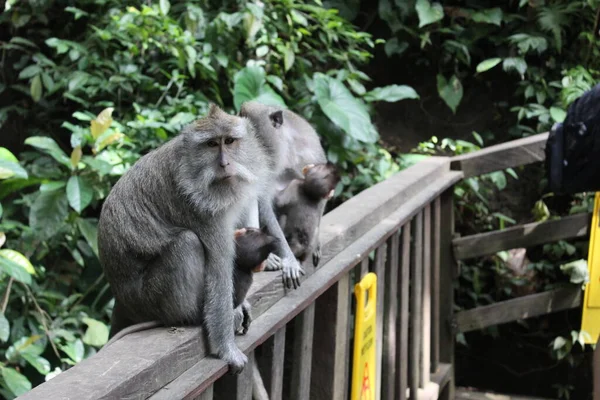 Uma Família Macacos Com Uma Mãe Macaco Abraçando Seu Filho — Fotografia de Stock