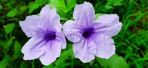 Квіти Ruellia Tuberosa Також Відомі Minnieroot Fever Root Вид Квіткових — стокове фото