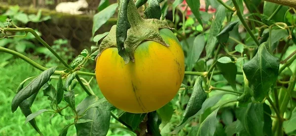 刺五加 茄子或茄子属植物 也是麻风科植物中的一种 它因其可食的果实而生长在世界各地 最常见的是紫色 海绵状的 吸收性的水果被用于几种烹调方法中 — 图库照片