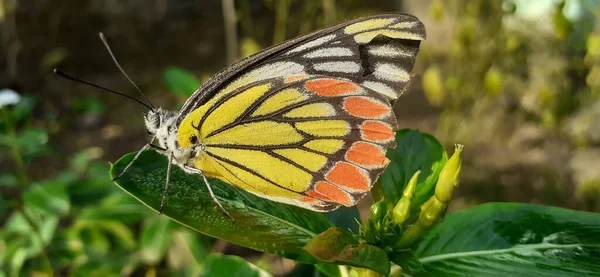 常见的 Jezebel Delias Eucharis 是一种中等大小的蝴蝶 它主要见于南亚和东南亚的许多地方 尤其见于印度 印度尼西亚 斯里兰卡和泰国的非干旱区 — 图库照片