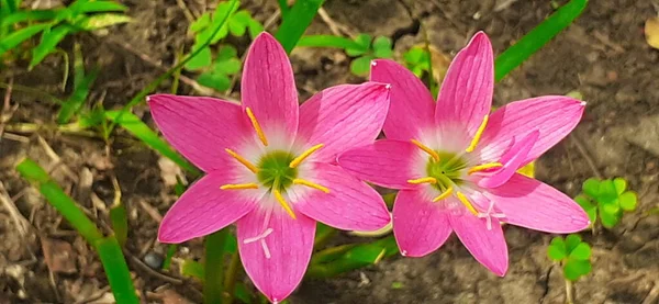 Pink Fairy Lily Est Une Très Petite Fleur Est Également — Photo