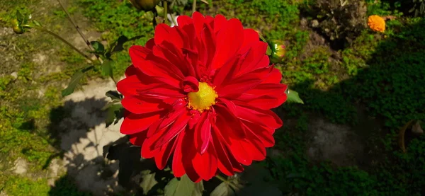 最も美しい濃い赤ダリアの花を背景に この花のネイティブの場所は メキシコと中央アメリカです メキシコの国花でもある — ストック写真