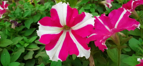 Różowy Białym Paskiem Petunia Kwiat Ogrodzie Petunia Rodzaj Roślin Rodziny — Zdjęcie stockowe