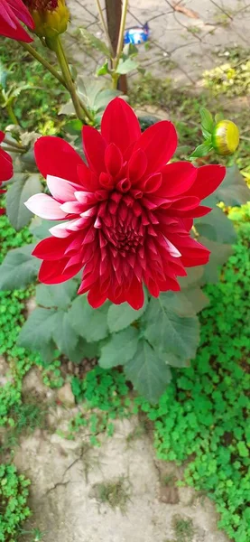 最も美しい赤と白のダリアの花バド この花のネイティブの場所はメキシコと中央アメリカです メキシコの国花でもある — ストック写真