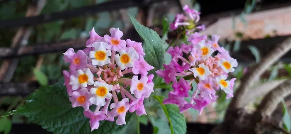 Lantana Camara Uma Espécie Angiospérmica Família Lantana Seu Lugar Nativo — Fotografia de Stock