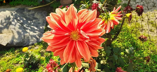 Nejkrásnější Orange Dahlia Flower Původní Místo Tohoto Květu Mexiko Střední — Stock fotografie