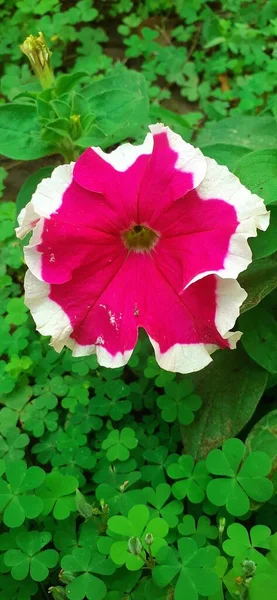 Różowy Białym Paskiem Petunia Kwiat Ogrodzie Petunia Rodzaj Roślin Rodziny — Zdjęcie stockowe