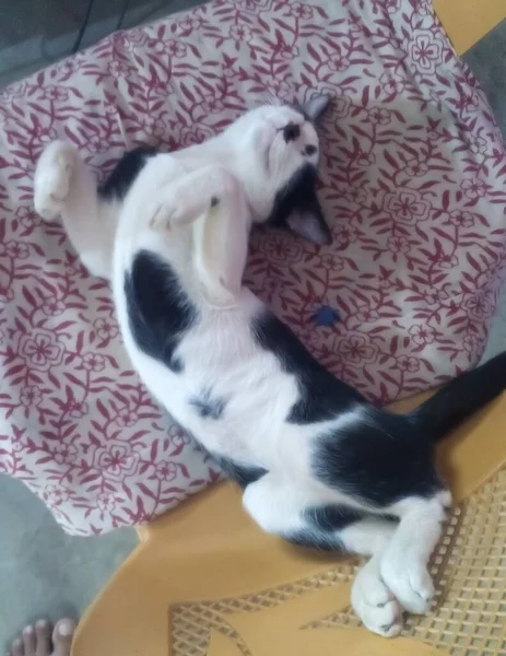 Siyah Beyaz Yerli Kedi Uyuyan Kedisi — Stok fotoğraf