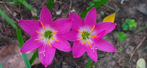 Pink Rain Lily Est Une Très Petite Fleur Est Également — Photo