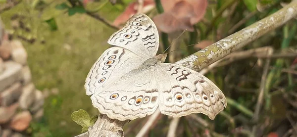 朱诺尼亚Atlites也知道灰斑蝶是一种仙女蝴蝶 其主要产地在印度 柬埔寨和菲律宾等南亚国家 — 图库照片