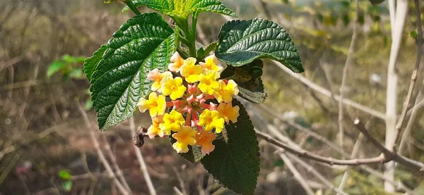 란타나 West Indian Lantana 식물의 일종이다 원산지는 중앙아메리카와 남아메리카 지방이다 — 스톡 사진
