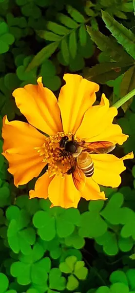 Western Honey Bee Collecting Pollen and Nectar from African Marigold Flower.