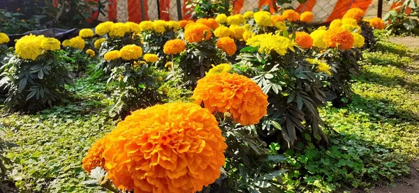 最も美しいメキシコマリーゴールドフラワーガーデン マリーゴールドの花はまた Aztec MarigoldとBig Marigoldとして知られています メキシコが発祥の地 — ストック写真
