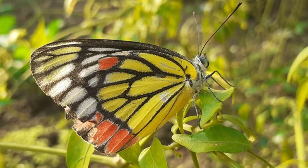 常见的 Jezebel Delias Eucharis 是一种中等大小的蝴蝶 它主要见于南亚和东南亚的许多地方 尤其见于印度 印度尼西亚 斯里兰卡等非干旱地区 — 图库照片